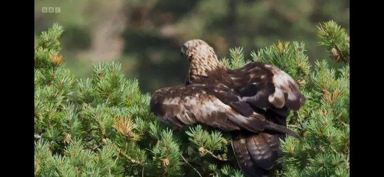 European golden eagle (Aquila chrysaetos chrysaetos) as shown in Wild Isles - Woodland